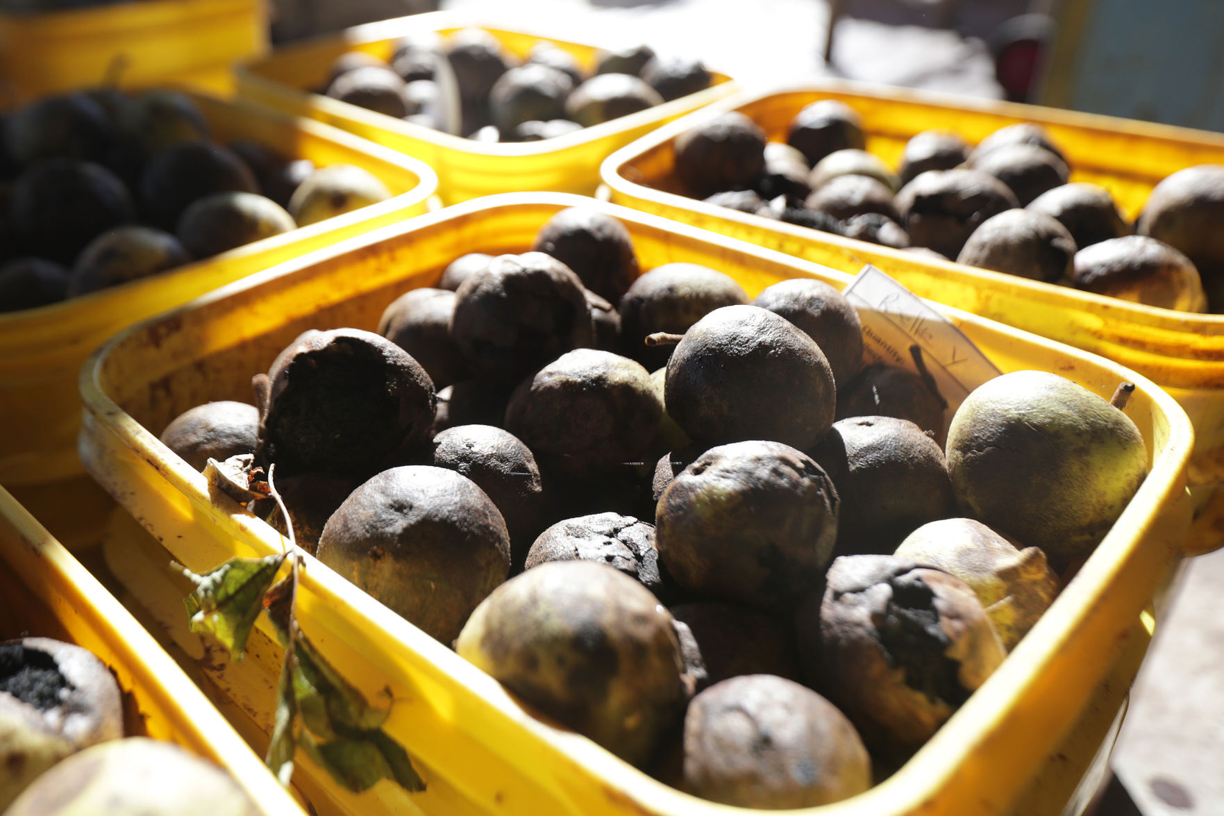 J's Black Walnuts